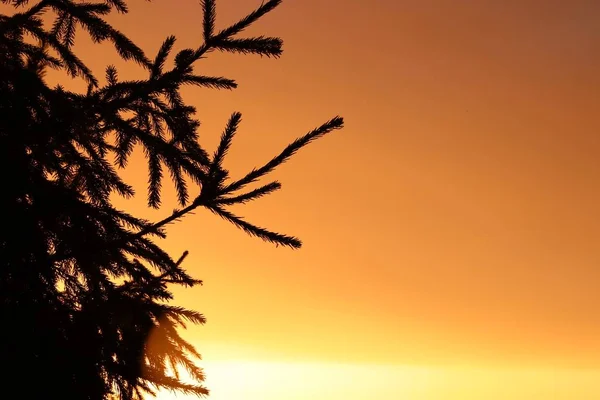 Silhuetas Galhos Árvore Fundo Pôr Sol Brilhante — Fotografia de Stock