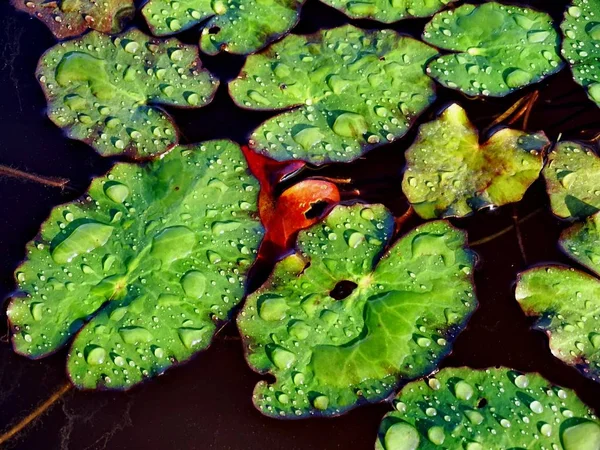 Cuscinetti Giglio Con Gocce Pioggia Sulla Superficie Del Fiume — Foto Stock