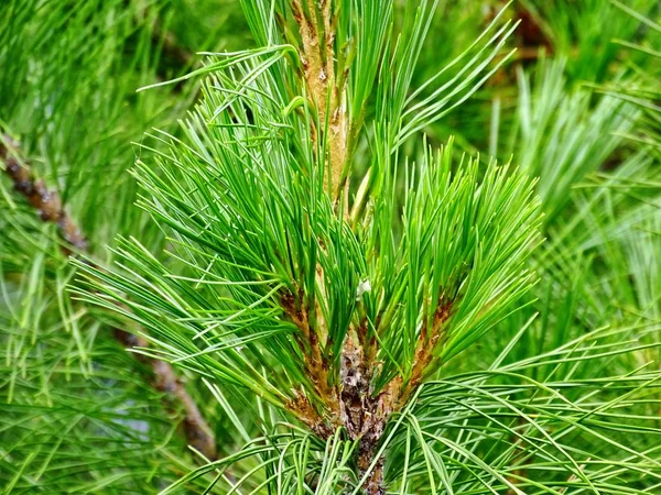 green cedar tree branch background