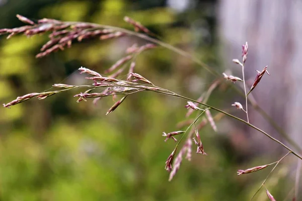 Beautiful Field Grass Close — Stock Photo, Image