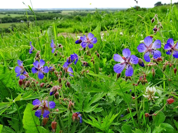 Blue Flowers Green Meadow — Stock Photo, Image
