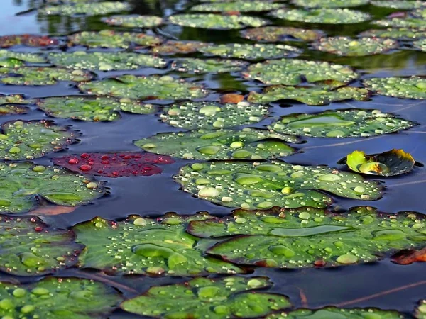 Almohadillas Lirio Con Gotas Lluvia Superficie Del Río — Foto de Stock