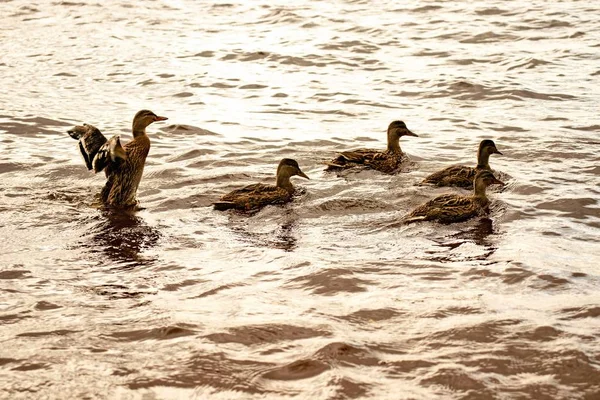 Progéniture Jeunes Canards Sur Rivière — Photo