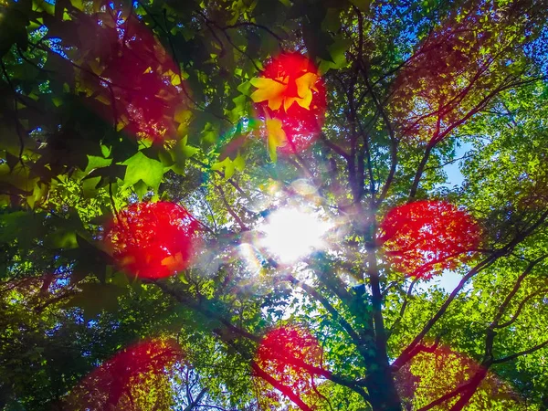 Ηλιακό Φως Μέσα Από Πράσινο Φύλλωμα Των Δέντρων — Φωτογραφία Αρχείου