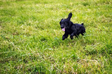 çimsiyah spaniel sıçrayan