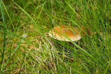 Ormandaki çimlerde mantar