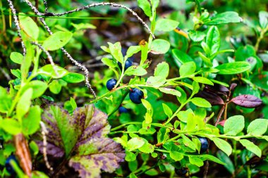 yeşil yapraklar ve orman meyveleri