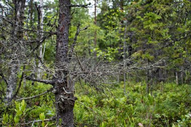 Ormanda solan ağaç dalı