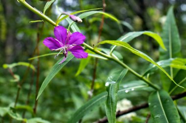 Su damlaları ile mor orman çiçeği