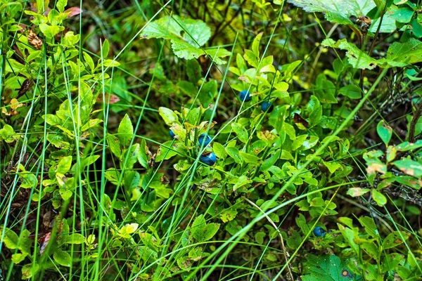 Green Leaves Forest Berries — Stock Photo, Image