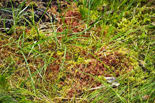 Moss Swamp Forest — Stock Photo, Image