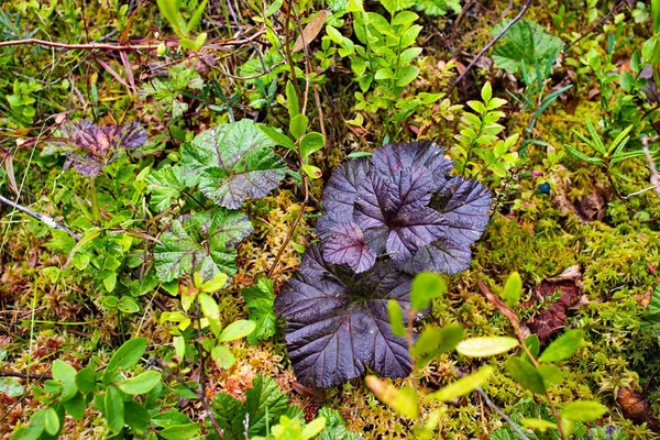 Dark Purple Casting Moss Background — Stock Photo, Image