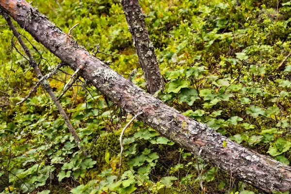Упавшее Дерево Ствол Лесу — стоковое фото