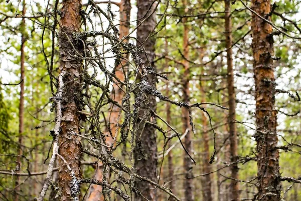 Withered tree branch in the forest