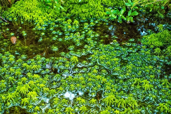 Puddle Swamp Green Grass — Stock Photo, Image