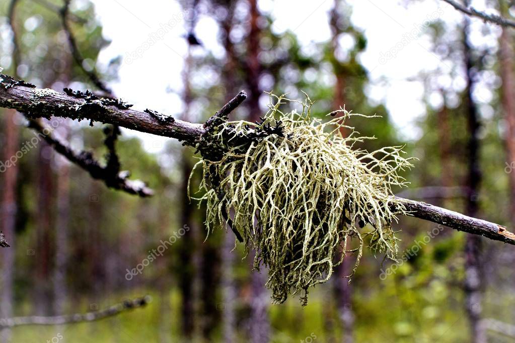 piece of dried moss on a tree branch