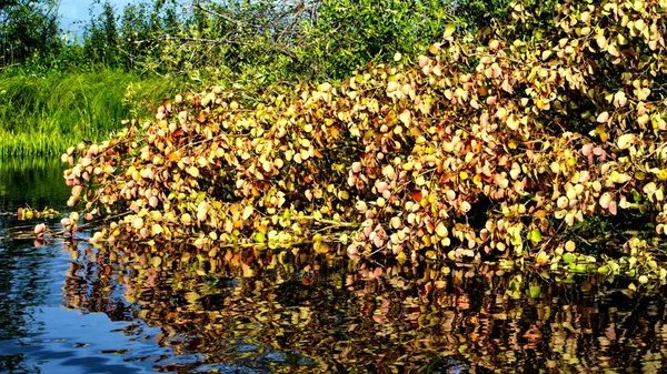 Herbstbaum Auf Der Oberfläche Des Sees — Stockfoto