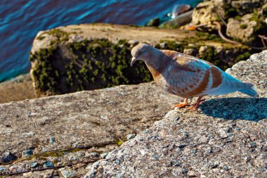 Nehirde beyaz-kahverengi güvercin