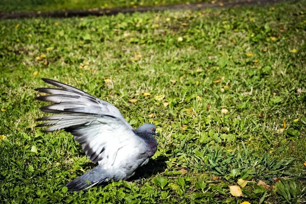 Літаючий Голуб Фоні Зеленої Трави — стокове фото