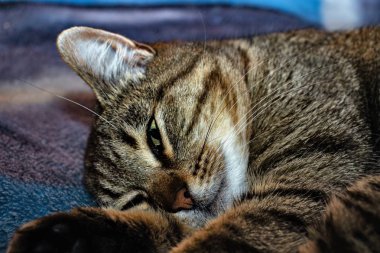   yatakta yatarken kedi