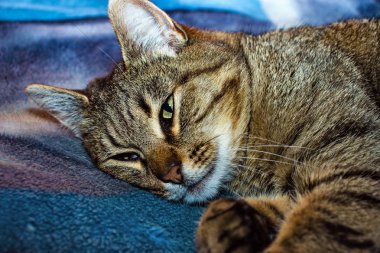   yatakta yatarken kedi