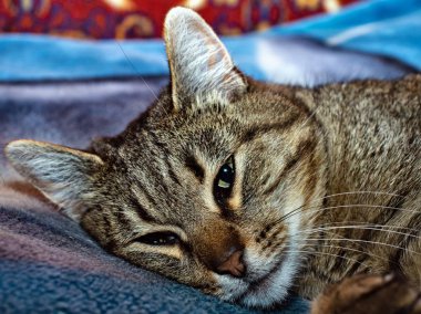   yatakta yatarken kedi