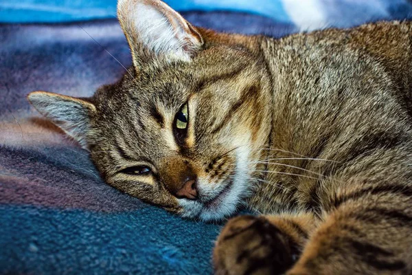   yatakta yatarken kedi