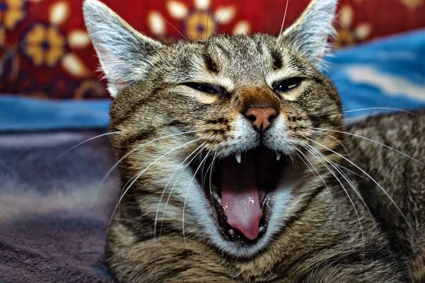 Esneyen gri kedi ekose üzerinde yatıyor