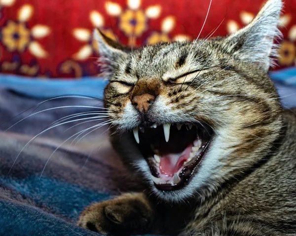 Esneyen gri kedi ekose üzerinde yatıyor