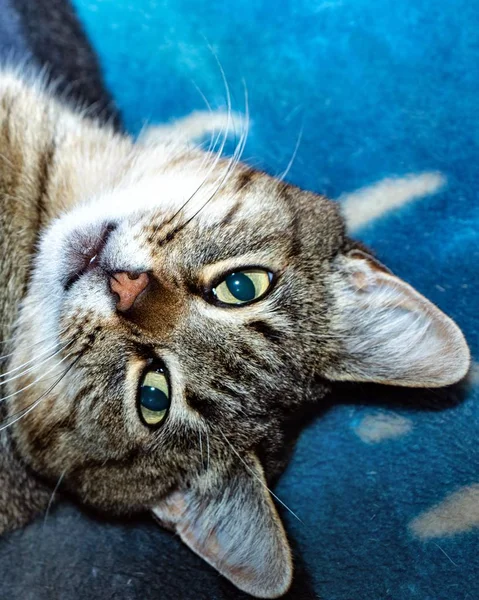 Yeşil gözlü bir gri kedi portresi