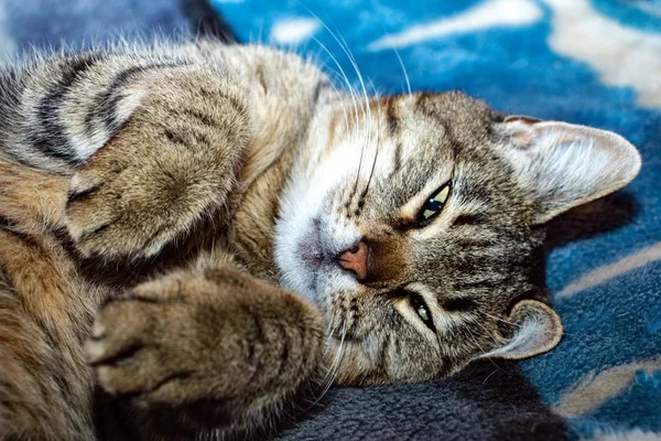   yatakta yatarken kedi