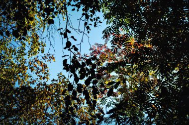 Gökyüzü arka planında sonbahar yaprakları