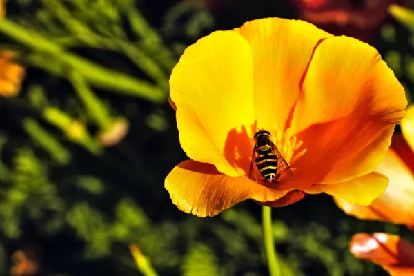 Bee Yellow Flower — Stock Photo, Image