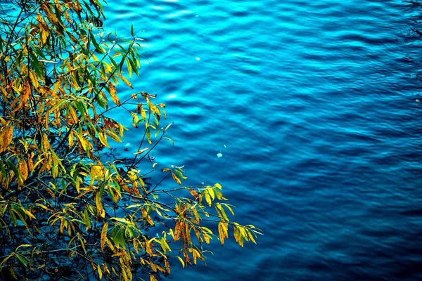 Paisagem Com Folhas Outono Sobre Água — Fotografia de Stock