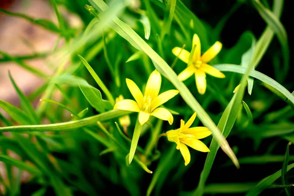 Řada Žlutých Květin Pozadí Zelené Trávy — Stock fotografie