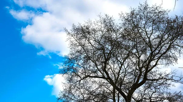 Baumsilhouette Auf Blauem Himmel Hintergrund Mit Wolken — Stockfoto