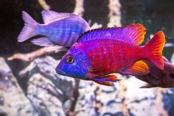 Tropical Fish Cichlids Aquarium — Stock Photo, Image