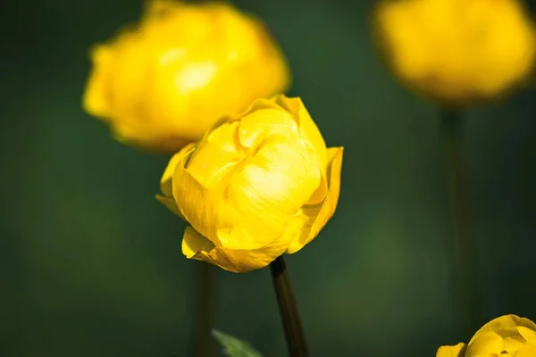Botões Flores Amarelas Fecham Fundo Verde Desfocado Imagem Colorida — Fotografia de Stock