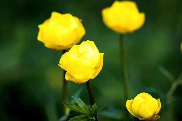 Botões Flores Amarelas Fecham Fundo Verde Desfocado Imagem Colorida — Fotografia de Stock