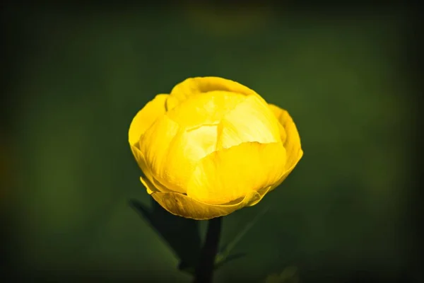 Des Bourgeons Fleurs Jaunes Gros Plan Sur Fond Vert Déconcentré — Photo