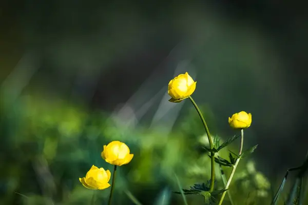 Žluté Krásné Jarní Květiny Rozostřené Zelené Přírodní Pozadí — Stock fotografie