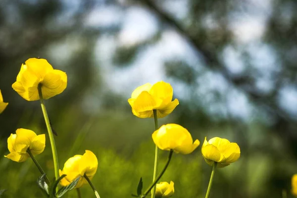 Żółte Piękne Wiosenne Kwiaty Nieostre Zielone Naturalne Tło — Zdjęcie stockowe