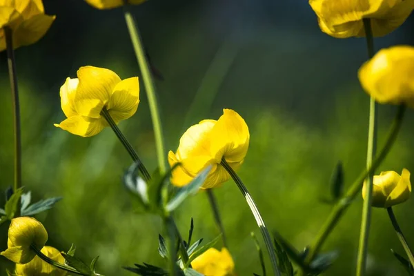 Žluté Krásné Jarní Květiny Rozostřené Zelené Přírodní Pozadí — Stock fotografie