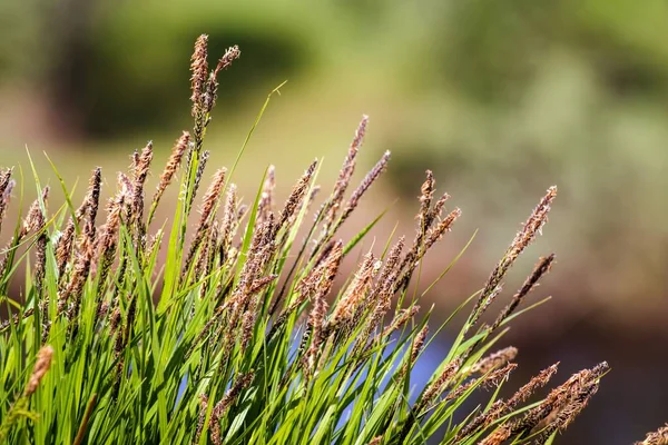 Natural Background Field Grass Purple Cereal Inflorescences Morning Light — Stock Photo, Image