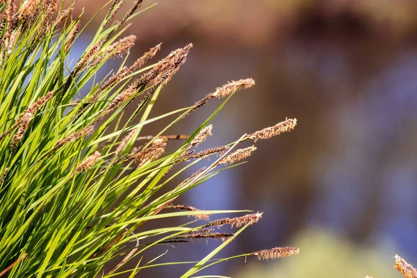 Natural Background Field Grass Purple Cereal Inflorescences Morning Light — Stock Photo, Image