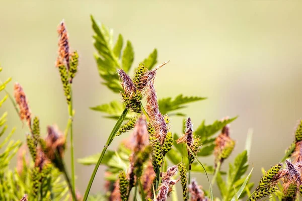 Landscape Field Grass Purple Cereal Inflorescences Morning Light — Stock Photo, Image