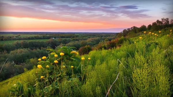 Schöne Landschaft Mit Wildblumen Auf Einem Hügel Flusstal Und Sonnenuntergang — Stockfoto
