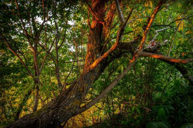 Batan güneşle aydınlatılan ağaçlarla dolu mistik orman manzarası.