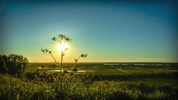 Wildblumen Gegen Die Sonne Über Dem Horizont Gegenlicht — Stockfoto