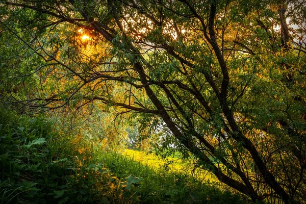 Mystische Waldlandschaft Mit Bäumen Die Von Der Untergehenden Sonne Erleuchtet — Stockfoto